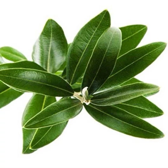 روغن مورد خالص