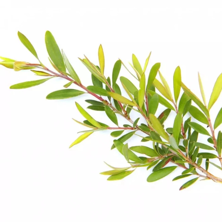 شاخه گیاه درخت چای؛ منبع طبیعی روغن درخت چای قانون